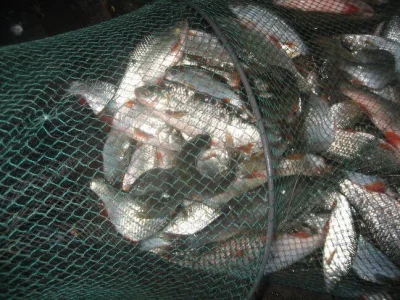 Merveilleuse bourriche gardon de pêche à la perle