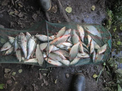 bourriche de la pêche à la perle