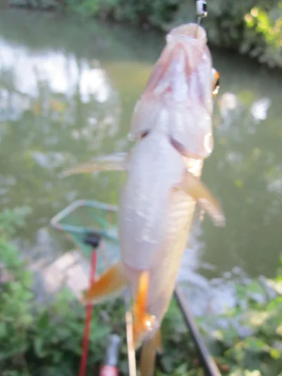 Gardon de 26 cm à la pêche à la perle