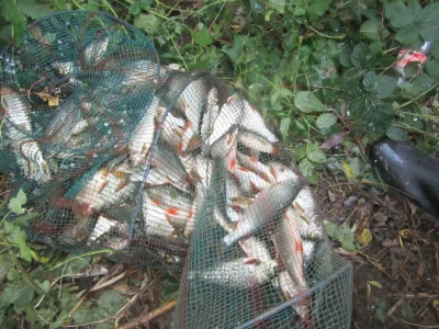 Formidable pêche avec des gardons exceptionnels