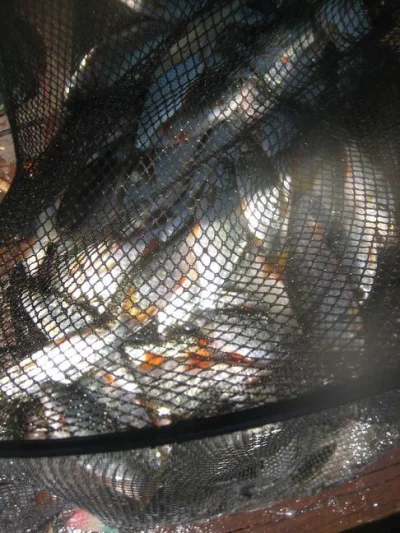 bourriche de la pêche à la perle