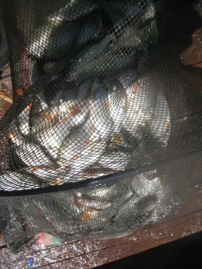 bourriche de la pêche à la perle
