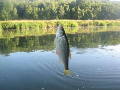 Exceptionnel gardon de 24 cm à la pêche à la perle