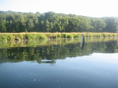 Beau gardon de pêche à la perle
