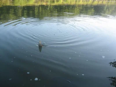 Phil le perleur et la pêche à la perle