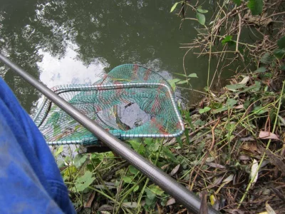 bourriche de la pêche à la perle