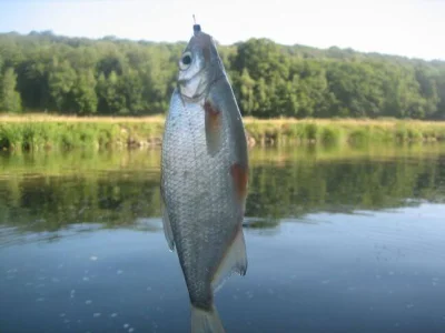 Phil le perleur et la pêche à la perle