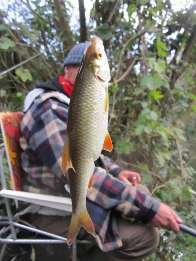 Gardon de 25 cm à la pêche à la perle