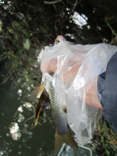 Gardon de 25 cm à la pêche à la perle