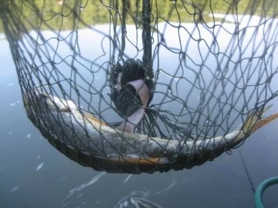 Magnifique gardon de 32 cm à la pêche à la perle