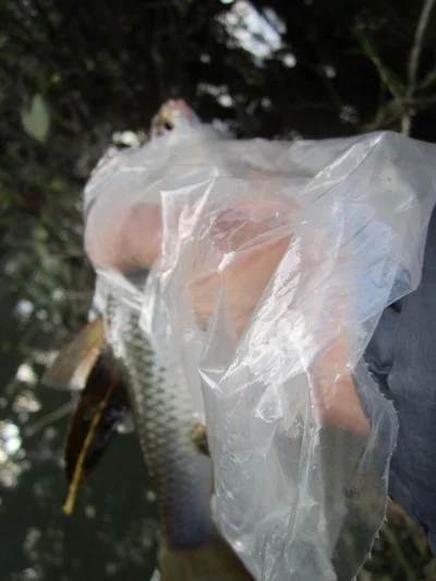 Gardon de 25 cm à la pêche à la perle