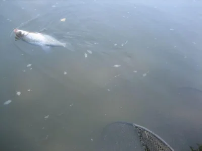 brème de pêche à la perle