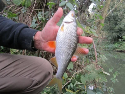 Gardon de 25 cm à la pêche à la perle