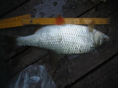Superbe gardon de 26 cm à la pêche à la perle