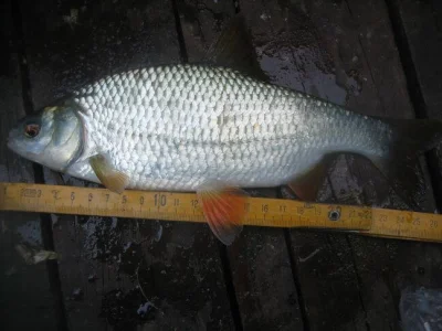 Exceptionnel gardon de 24 cm à la pêche à la perle