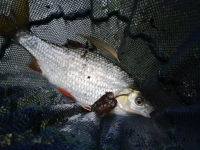 Gardon de 28 cm à la pêche à la perle