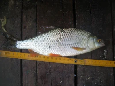 Superbe gardon de 28 cm à la pêche à la perle