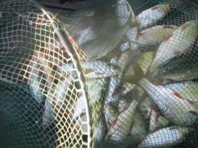 Merveilleuse bourriche gardon de pêche à la perle