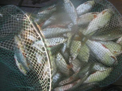 Fantastique bourriche gardon de pêche à la perle