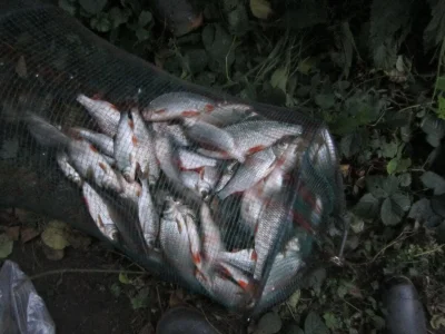 Incroyable pêche à la perle de gardons dans la rivière eau heure