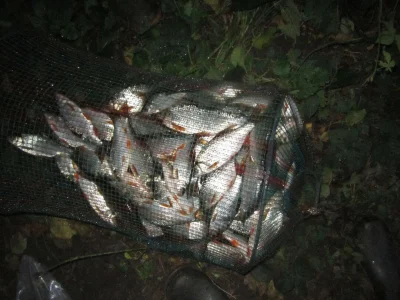 Exeptionnelle bourriche gardon de pêche à la perle