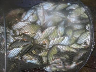 Fantastique bourriche gardon de pêche à la perle