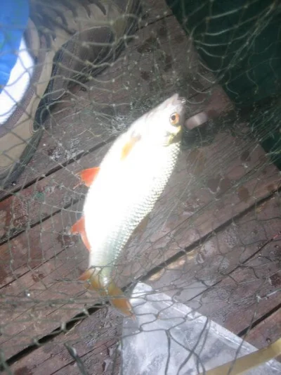 Superbe gardon de 22 cm à la pêche à la perle