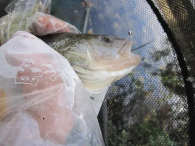 superbe perche de pêche à la perle