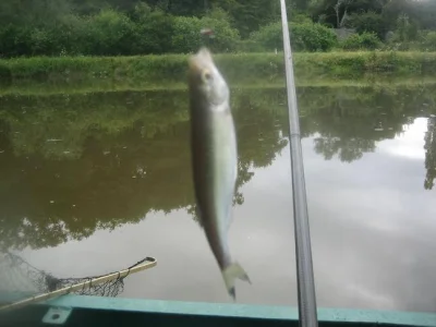 Ablette de pêche à la perle