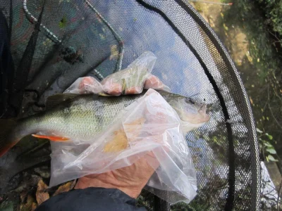 superbe perche de pêche à la perle