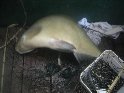 énorme brème de pêche à la perle