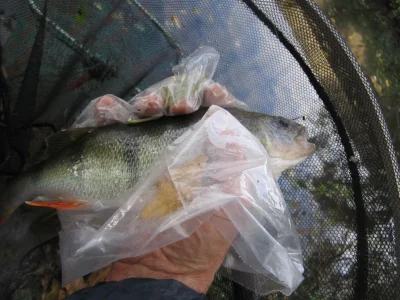superbe perche de pêche à la perle