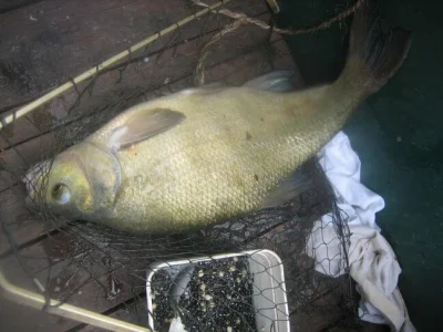 énorme brème de pêche à la perle