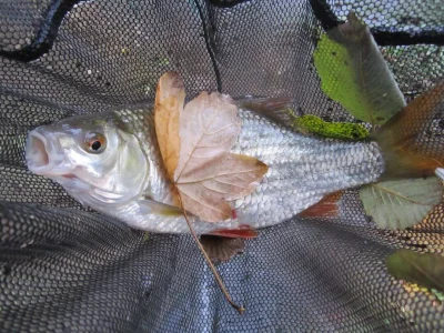 Gardon de 28 cm à la pêche à la perle