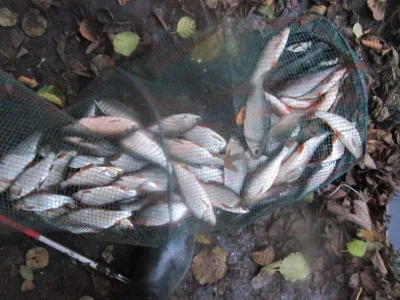 bourriche de la pêche à la perle