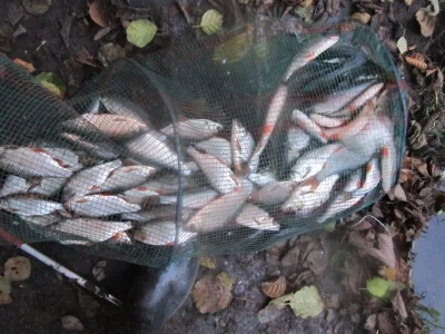 bourriche de la pêche à la perle