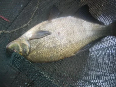 énorme brème de pêche à la perle
