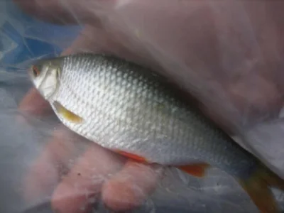 Beau gardon de pêche à la perle
