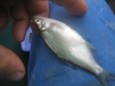 Phil le perleur et la pêche à la perle