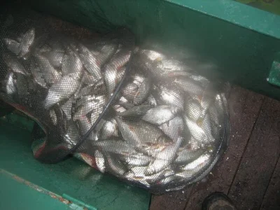 Monstrueuse bourriche gardon de pêche à la perle