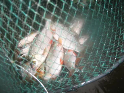 bourriche de la pêche à la perle