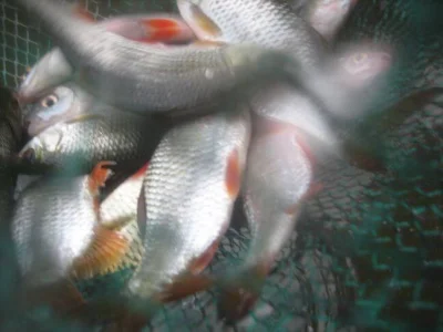 bourriche de la pêche à la perle