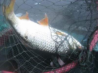 Magnifique gardon de 34 cm à la pêche à la perle