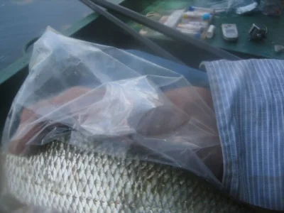 Magnifique gardon de 34 cm à la pêche à la perle