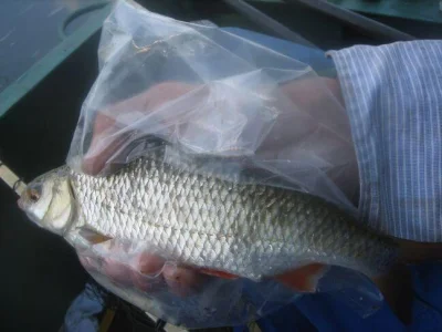 Exceptionnel gardon de 26 cm à la pêche à la perle