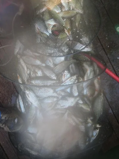 record incroyable de gardons lors de ctte pêche à la perle