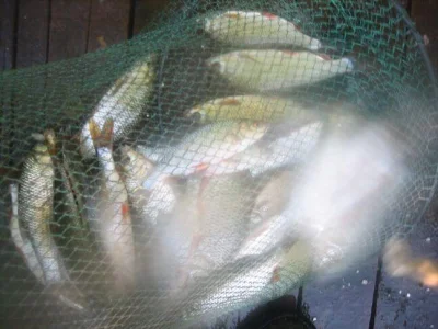 bourriche de la pêche à la perle
