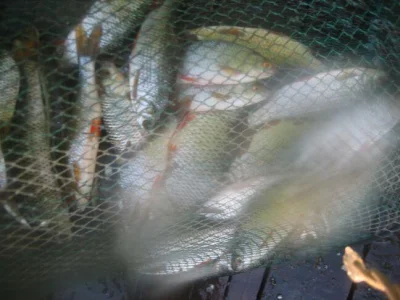 bourriche de la pêche à la perle