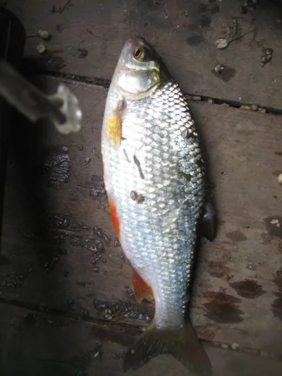 Exceptionnel gardon de 26 cm à la pêche à la perle