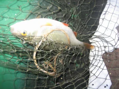 Exceptionnel gardon de 28 cm à la pêche à la perle